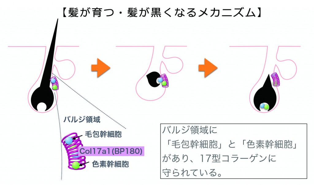 ハイドレーション_17型コラーゲン01