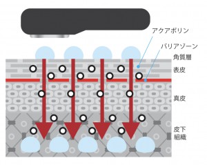 エレクトロポレーション